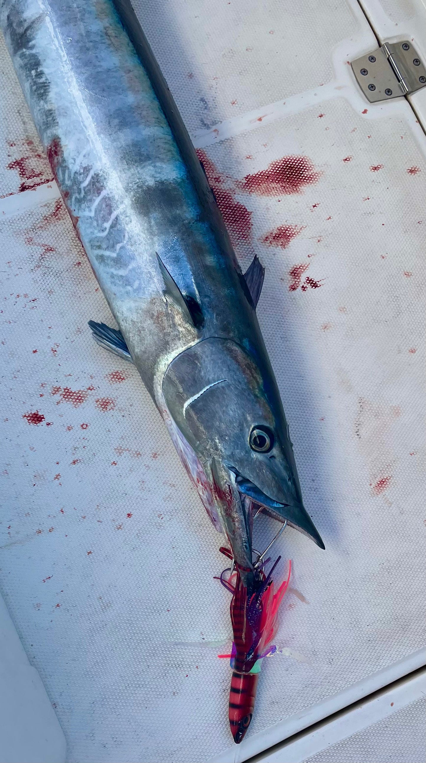 New! Tsutomu 9" Jetted Kona Dragon. Red Dragon